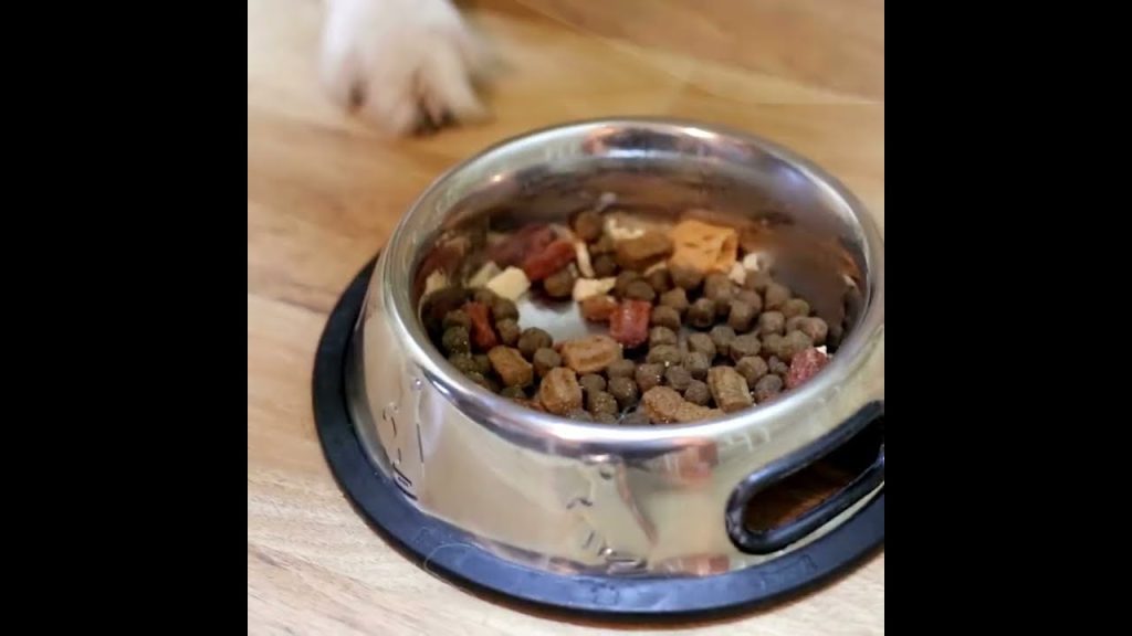 Croquette chien Orijen